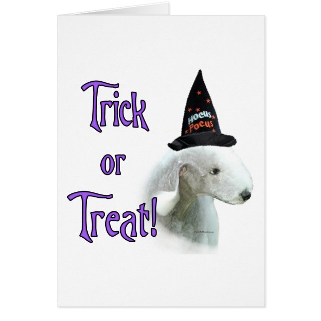 Bedlington Terrier Trick (Front)