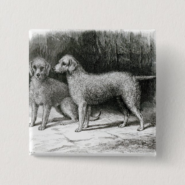 Bedlington Terriers- Mr. F. Armstrong's 15 Cm Square Badge (Front)