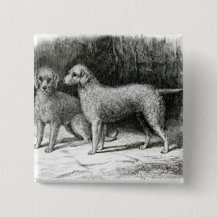 Bedlington Terriers- Mr. F. Armstrong's 15 Cm Square Badge