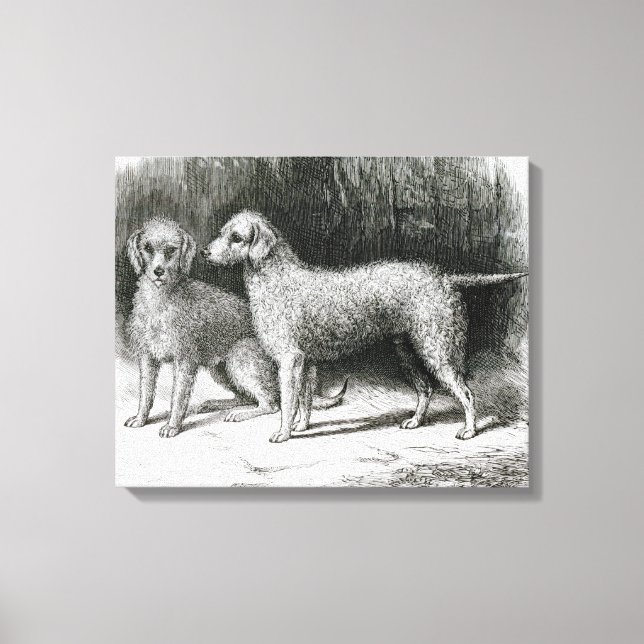 Bedlington Terriers- Mr. F. Armstrong's Canvas Print (Front)