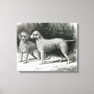 Bedlington Terriers- Mr. F. Armstrong's Canvas Print