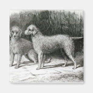 Bedlington Terriers- Mr. F. Armstrong's Magnet
