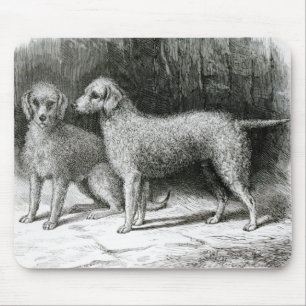 Bedlington Terriers- Mr. F. Armstrong's Mouse Mat