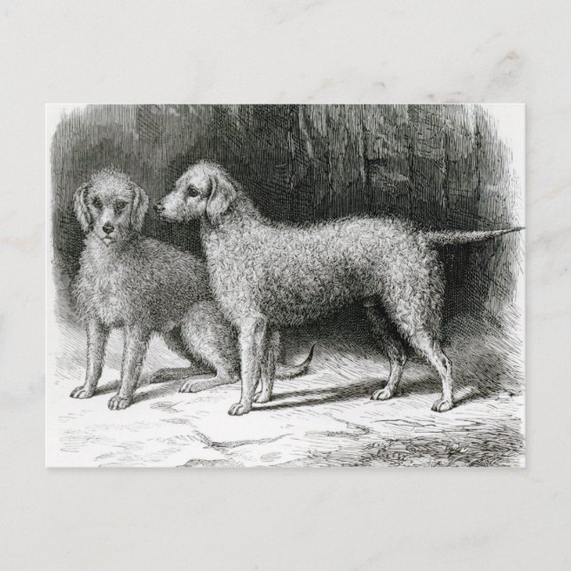Bedlington Terriers- Mr. F. Armstrong's Postcard (Front)