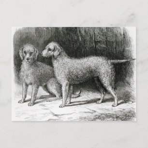 Bedlington Terriers- Mr. F. Armstrong's Postcard