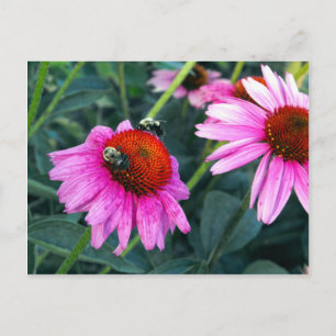 Bee and Coneflower Postcard