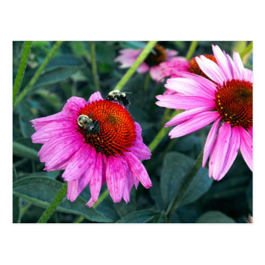 Bee and Coneflower Postcard