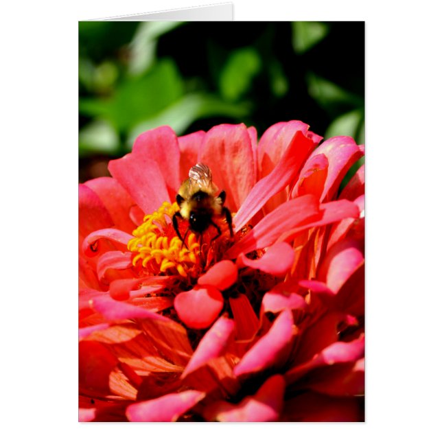 Bee and coral zinnia (Front)