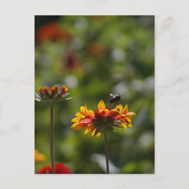 Bee and Flower Postcard (Front)
