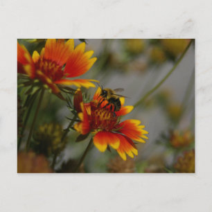 Bee and Flower Postcard