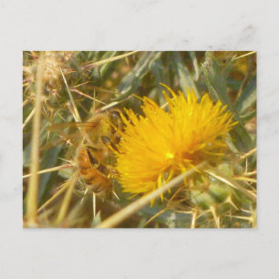 Bee and Star Thistle (Centaurea solstitialis) Postcard