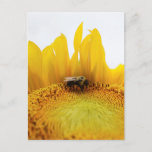 Bee and Sunflower Postcard