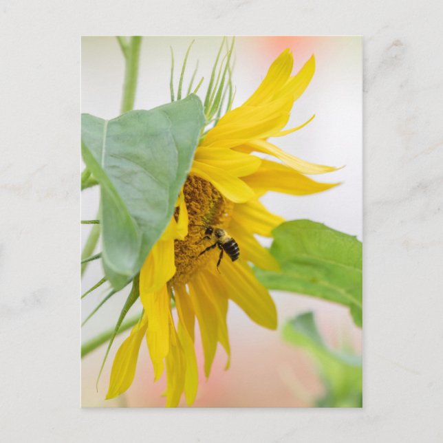 Bee And Sunflower Postcard (Front)