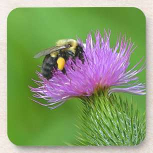 Bee And Thistle Coaster