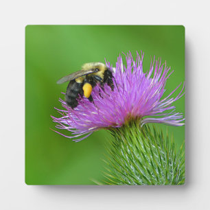 Bee and Thistle Photo Plaque