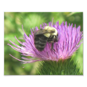 Bee And Thistle Photo Print