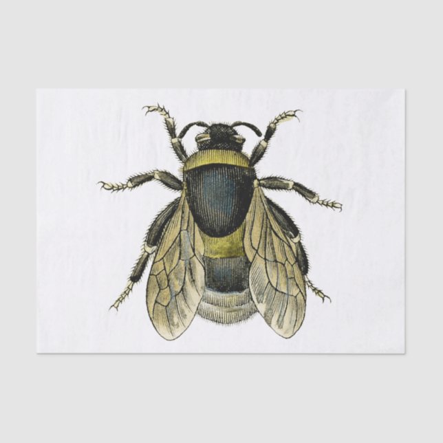 Bee Antique Illustration Yellow and Black Wings Tissue Paper (Front)