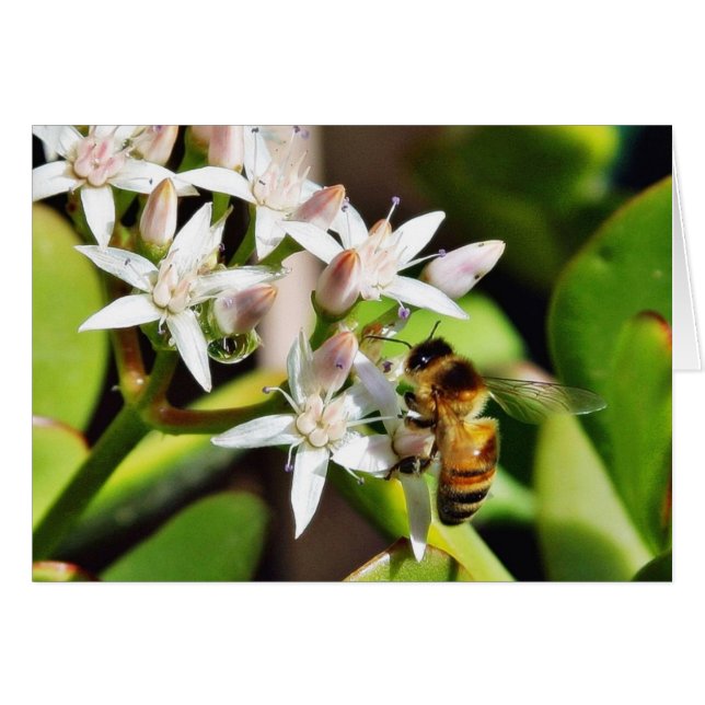 Bee At The Wild Animal Park (Front Horizontal)