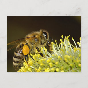 Bee at Work Postcard
