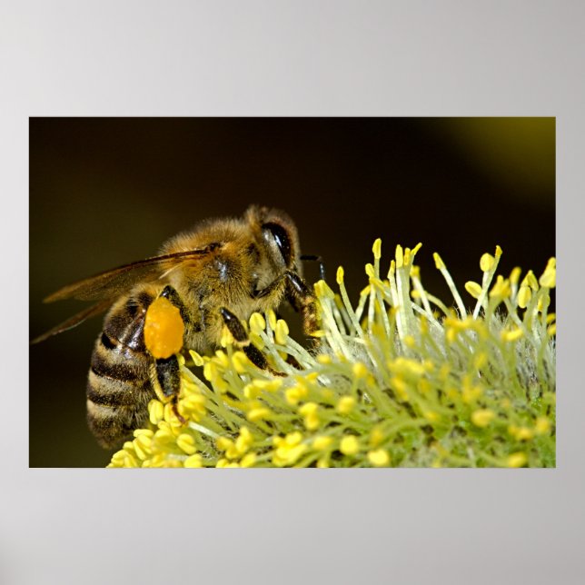 Bee at Work Poster (Front)