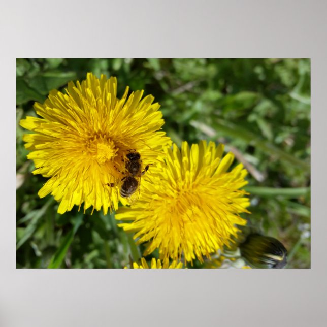 bee at work poster (Front)