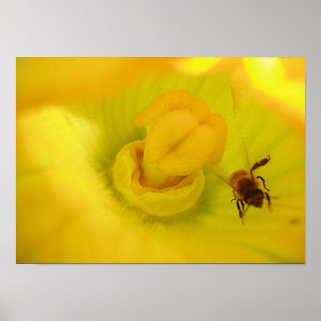 Bee at Yellow Zucchini Flower Small Poster (Front)