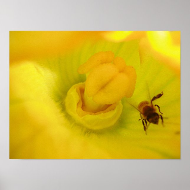 Bee at Yellow Zucchini Flower Small Poster (Front)