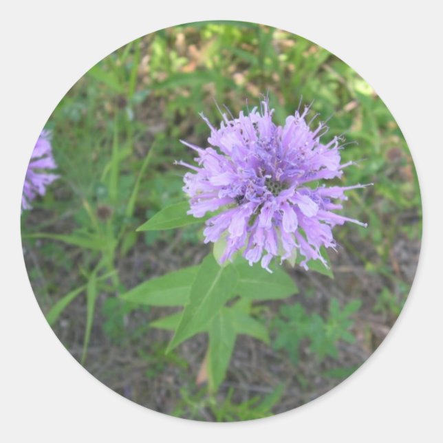 Bee-balm Classic Round Sticker (Front)
