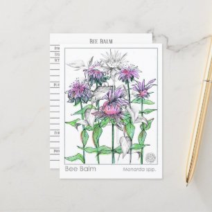 Bee Balm Materia Medica Herbal Study Cards