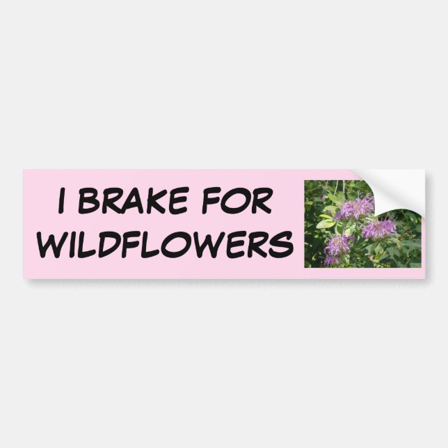 Bee Balm, Monarda Fistulosa Bumper Sticker (Front)