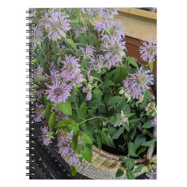 Bee Balm Notebook (Front)