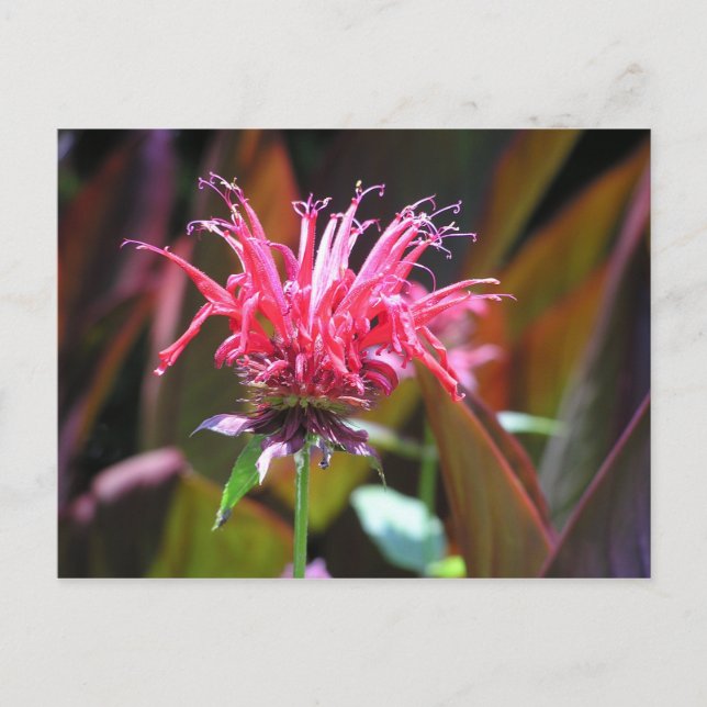 Bee Balm Postcard (Front)