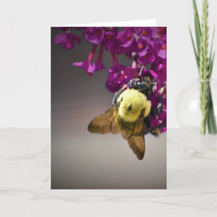 Bee, card