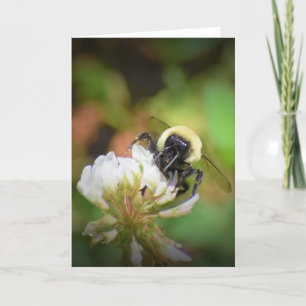 Bee, card