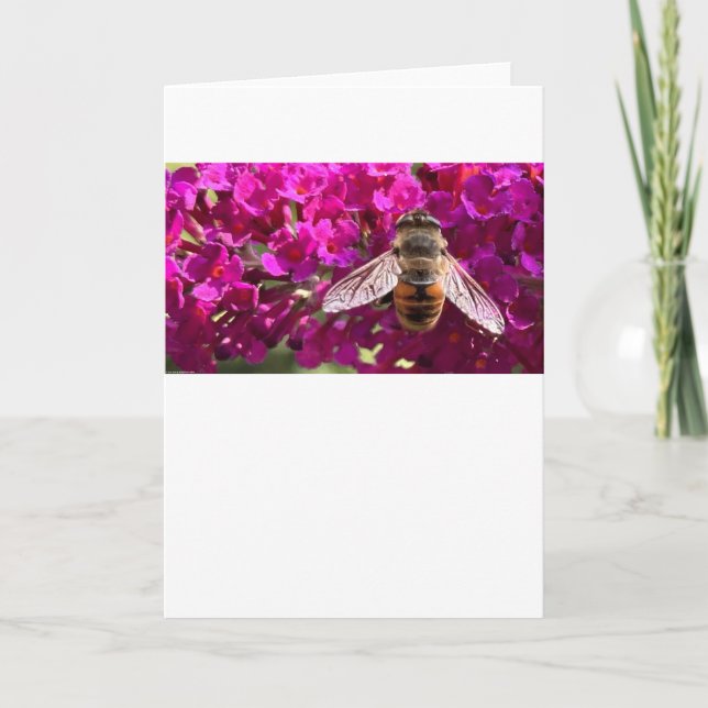 Bee, card (Front)