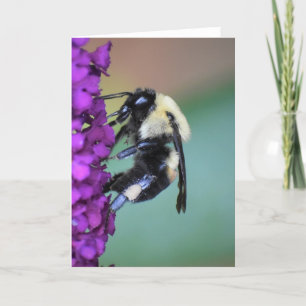 Bee, card