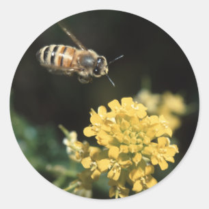 bee classic round sticker