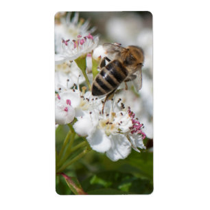 Bee collects pollen