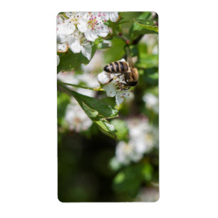 Bee collects pollen