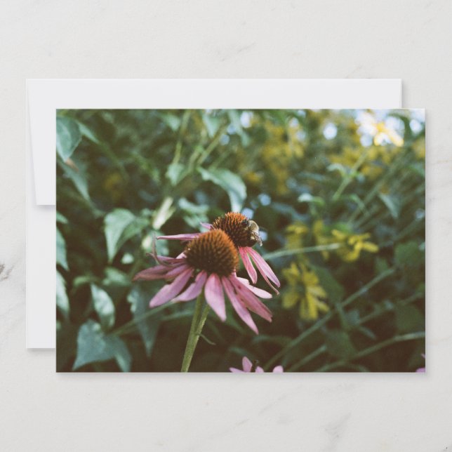 Bee & Coneflower Photo Reprint Invitation (Front)