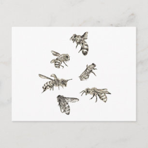 Bee Drawing Postcard