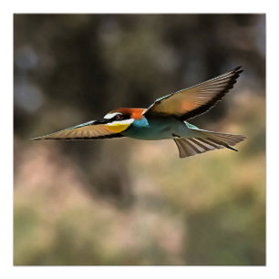 Bee Eater In Flight Realistic Artwork Poster