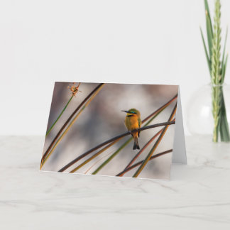 Bee eater, Okavango Delta, Botswana Holiday Card