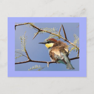 Bee-eater Postcard