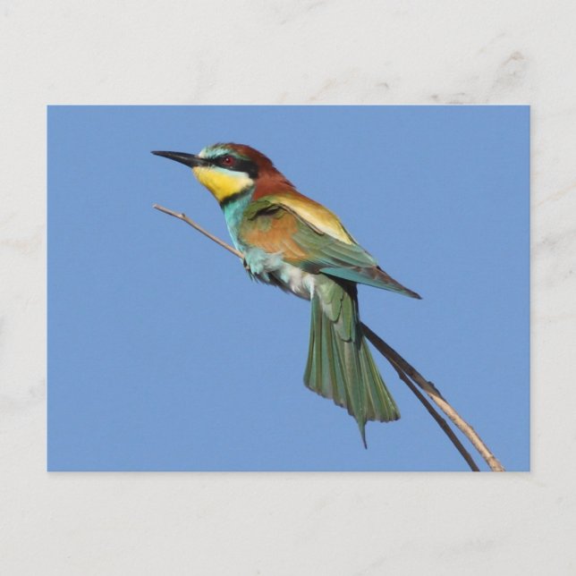 Bee-eater Postcard (Front)