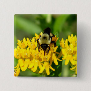 Bee Feasting on Butterfly Weed Wildflowers 15 Cm Square Badge