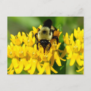 Bee Feasting on Butterfly Weed Wildflowers Postcard