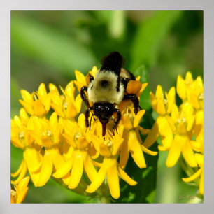 Bee Feasting on Butterfly Weed Wildflowers Poster