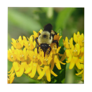 Bee Feasting on Butterfly Weed Wildflowers Tile