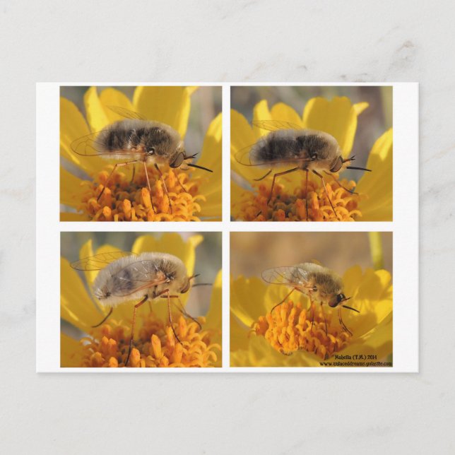 Bee Fly - Family Bombyliidae Postcard (Front)